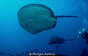 Marble Rays by Morgan Ashton 